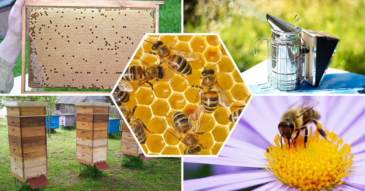 как сделать пасеку для пчел